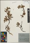 Foto von Salix kitaibeliana Willd.